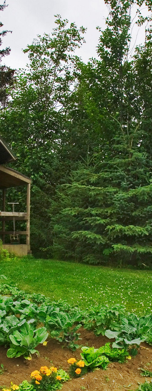 Rustic cabin with vegetable garden