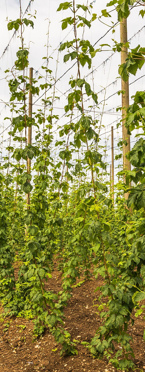 Lush hop plants in vertical trellis farm