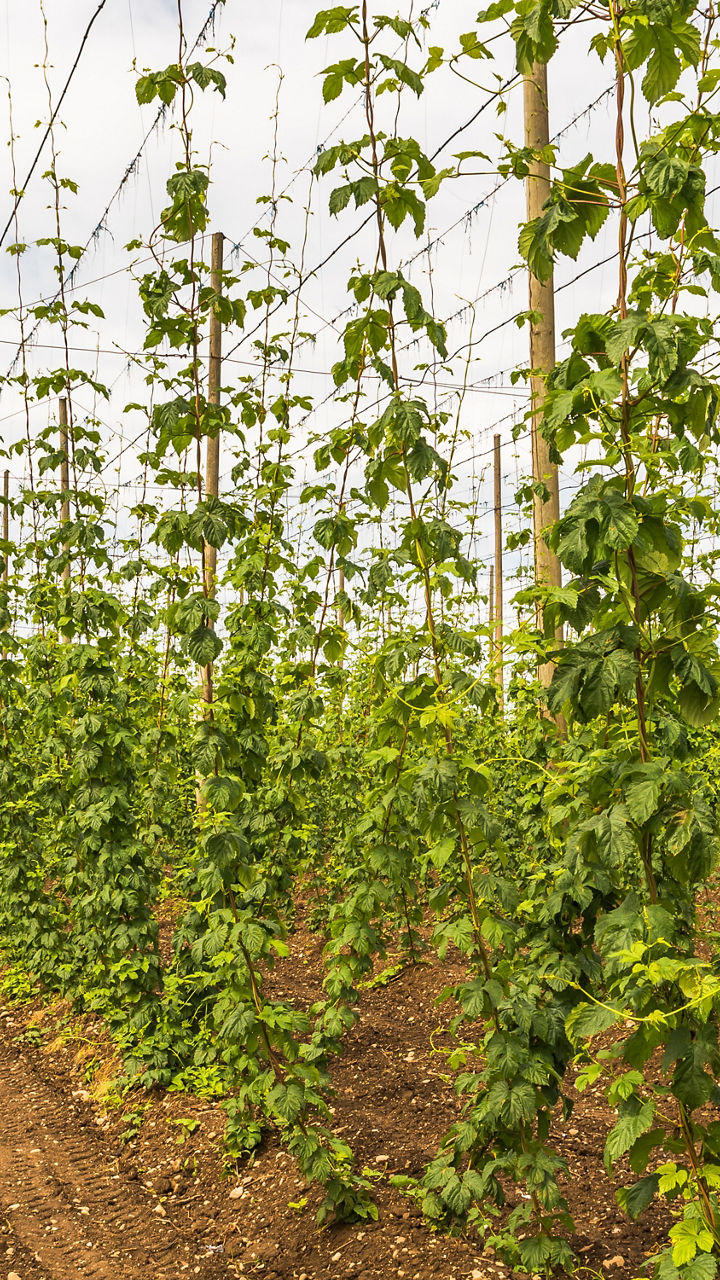 Hop Farming & Tasting