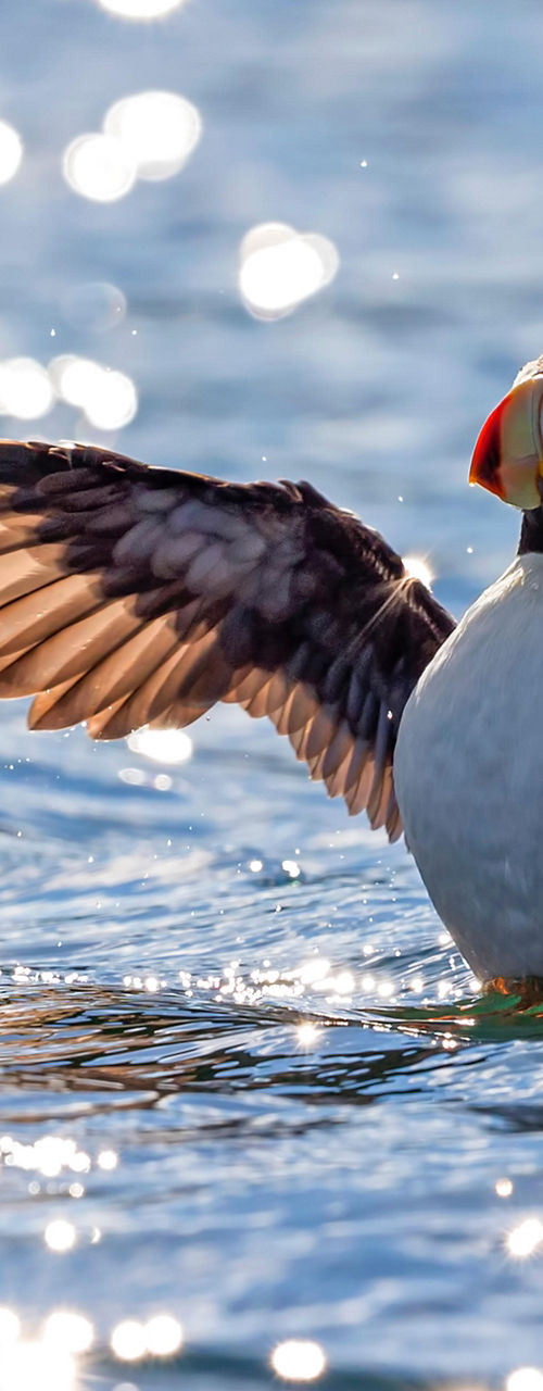 Atlantic puffin spreading wings on water