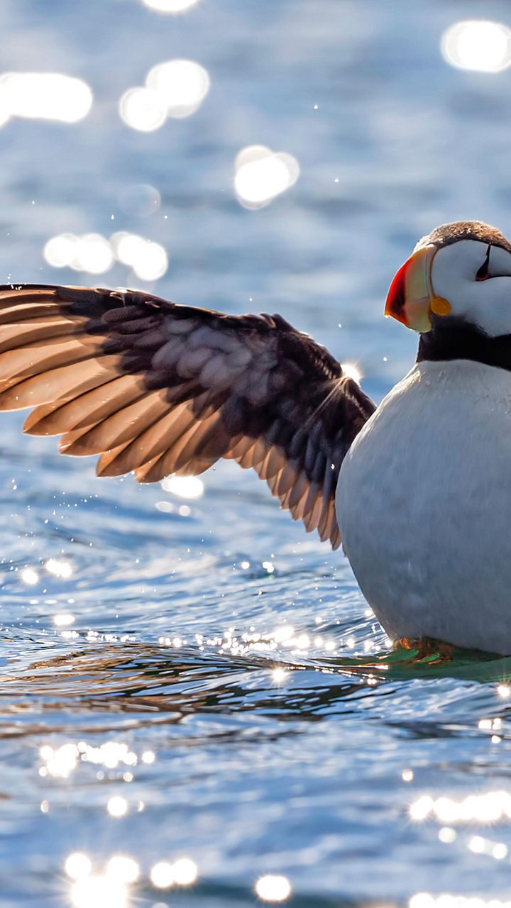 Marine Wildlife of Alaska