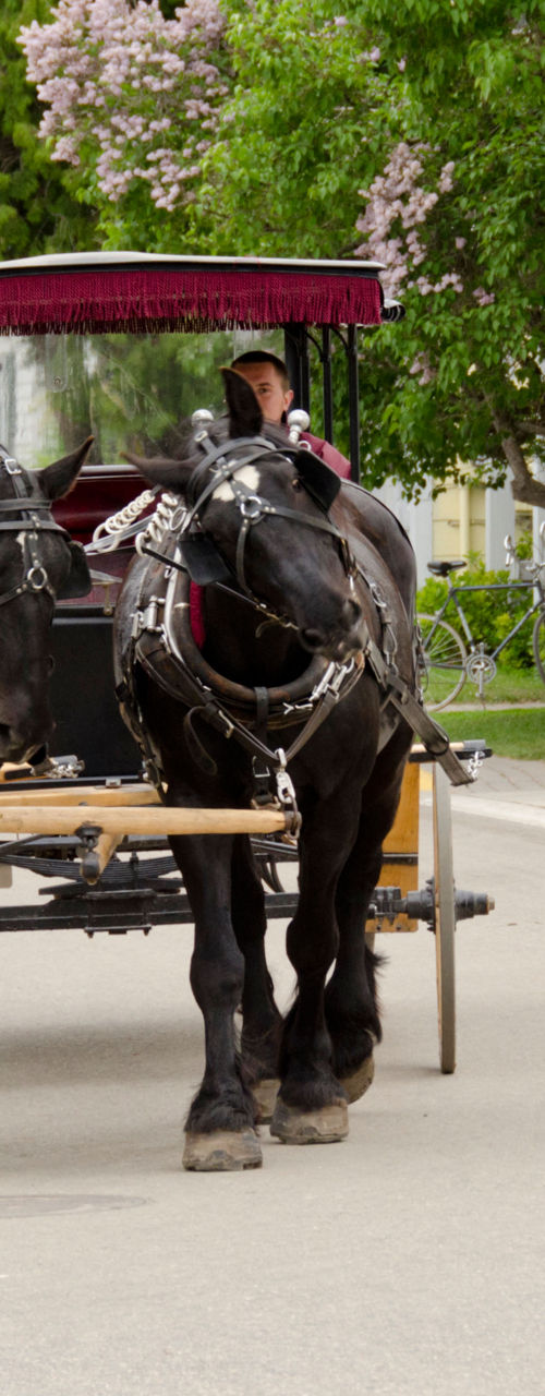 Horse-drawn carriage on scenic street