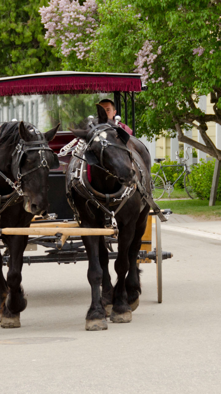 Horse-drawn carriage on scenic street