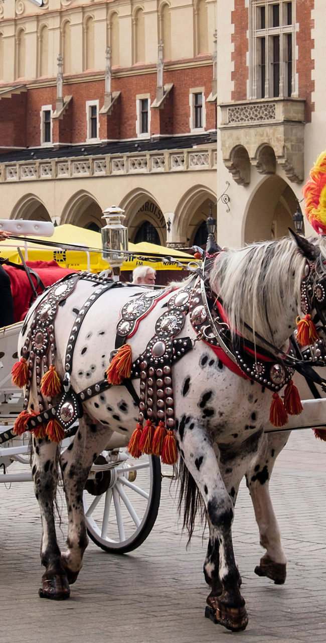 Horse-drawn carriage in Krakow city square