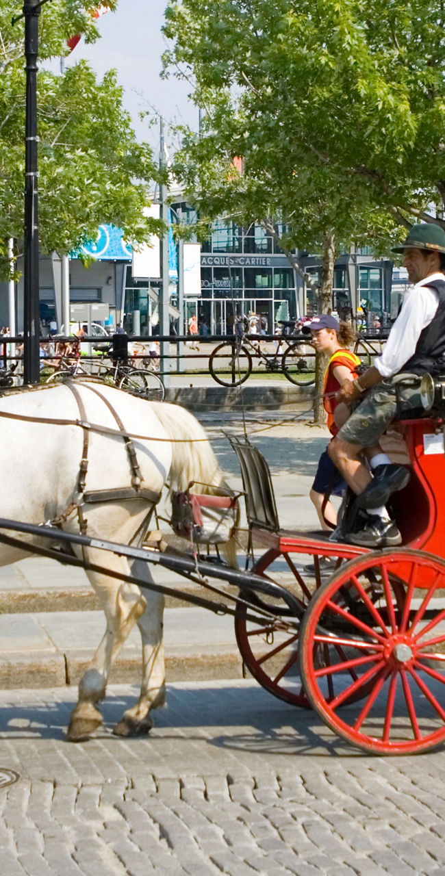 Horse-drawn carriage ride in urban park