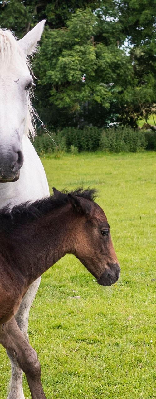 White horse with foal in green pasture