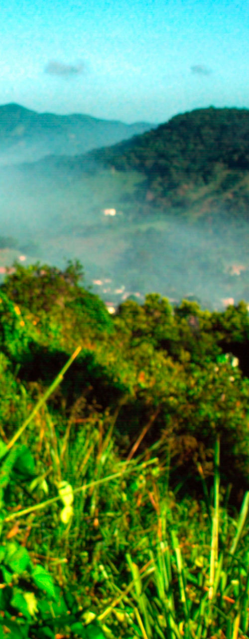 Brown horse in lush green landscape