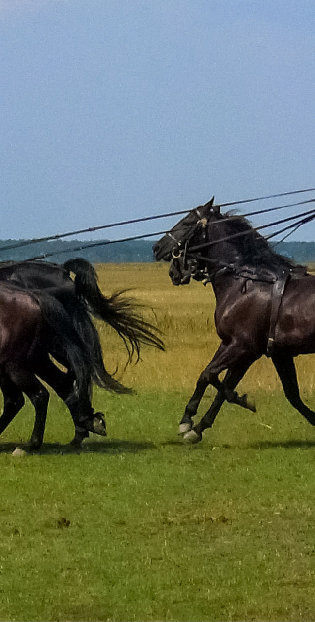 Woman in blue riding horses outdoors