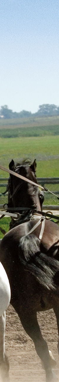 Cowboy riding multiple horses outdoors