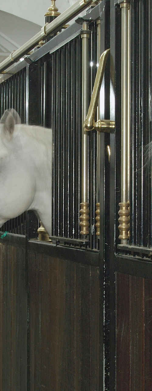White horses in elegant indoor stables