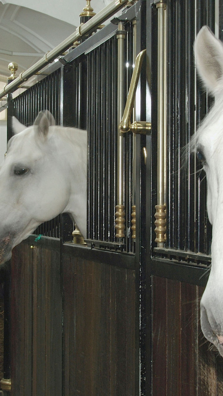 White horses in elegant indoor stables