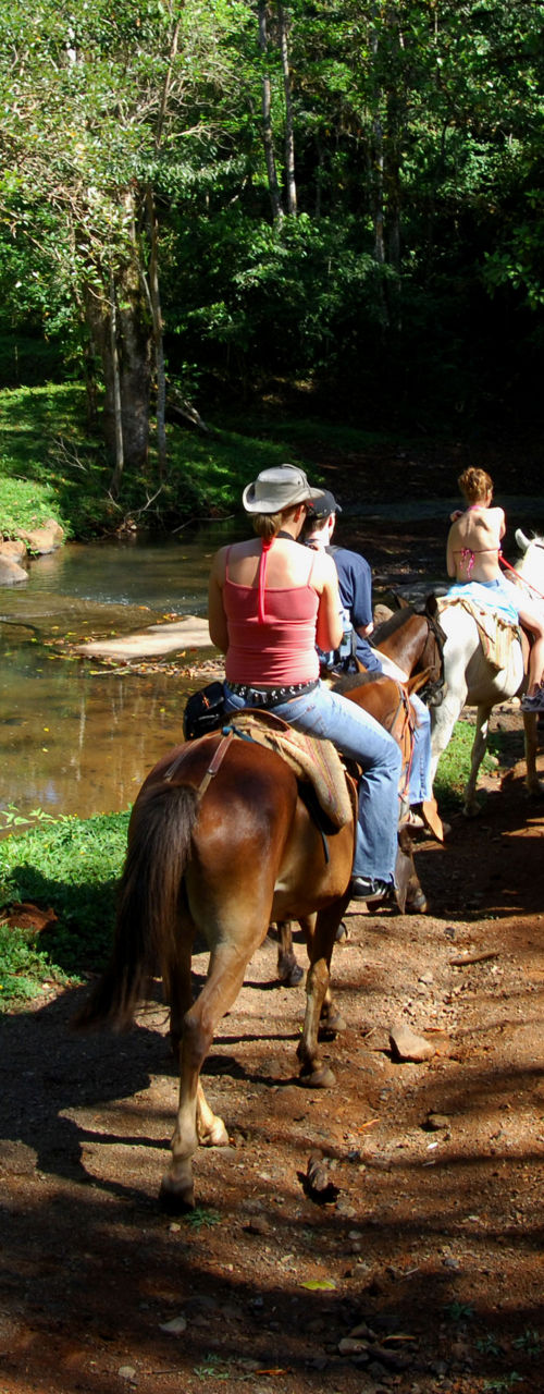 Group horseback riding in lush forest trail
