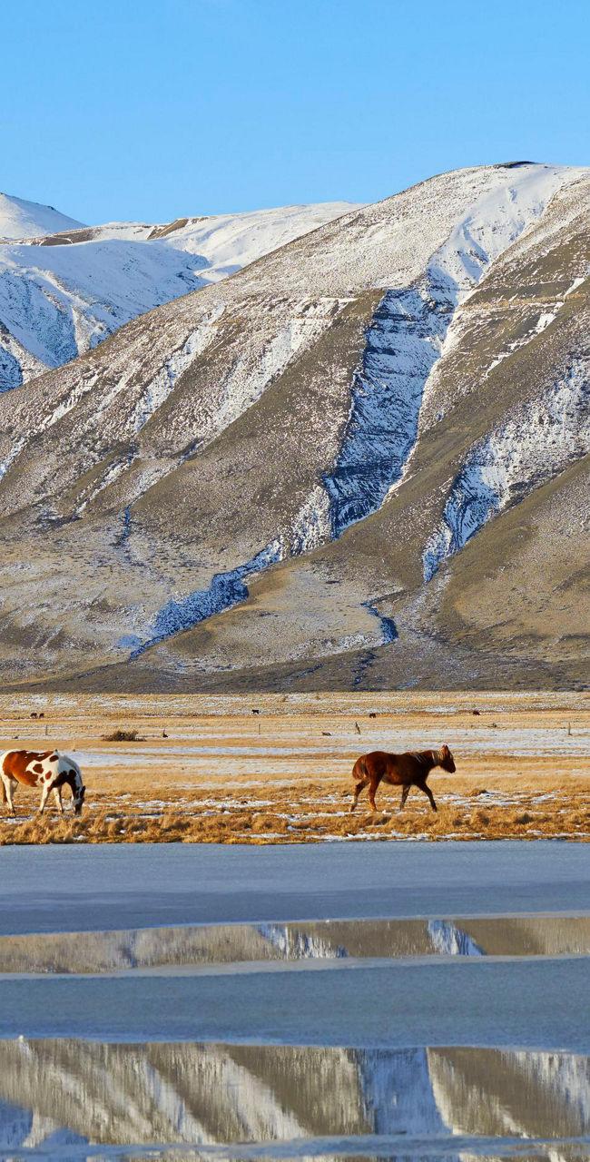 Horses grazing near snowy mountain range