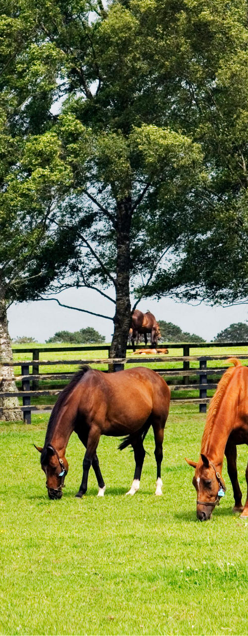 Horses grazing in lush green pasture
