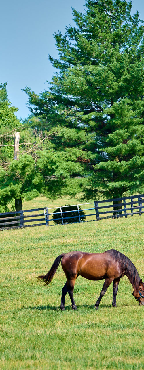 Horses Grazing Peacefully in Green Pasture
