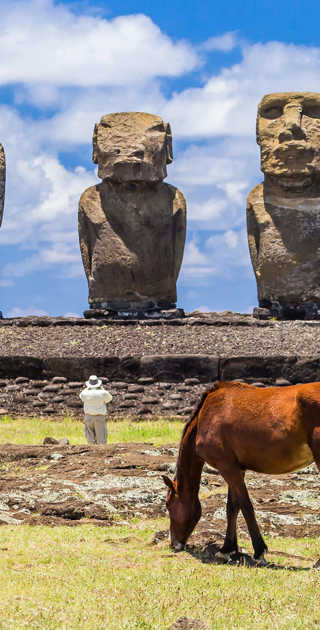 Easter Island Moai statues with grazing horses