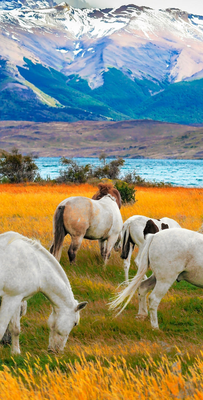 Horses grazing in scenic mountain landscape