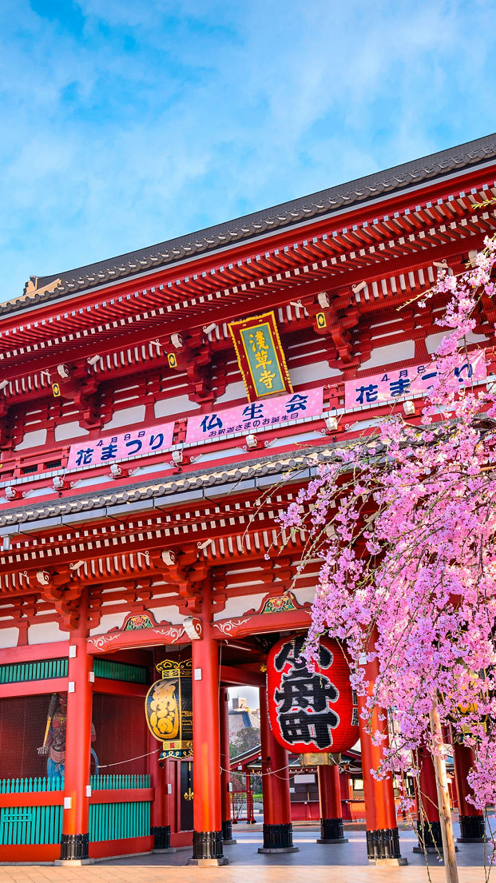 Senso-ji Temple with cherry blossoms in Tokyo