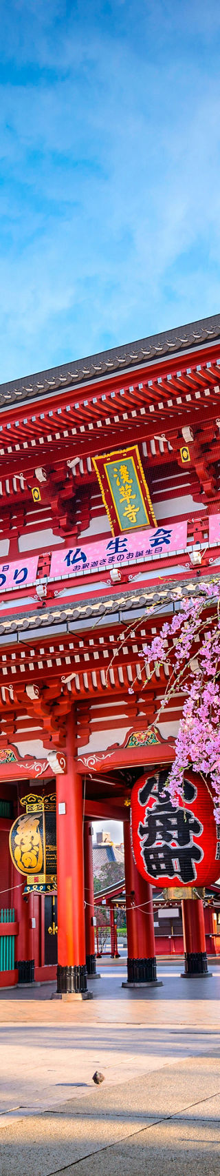 Senso-ji Temple with cherry blossoms in Tokyo
