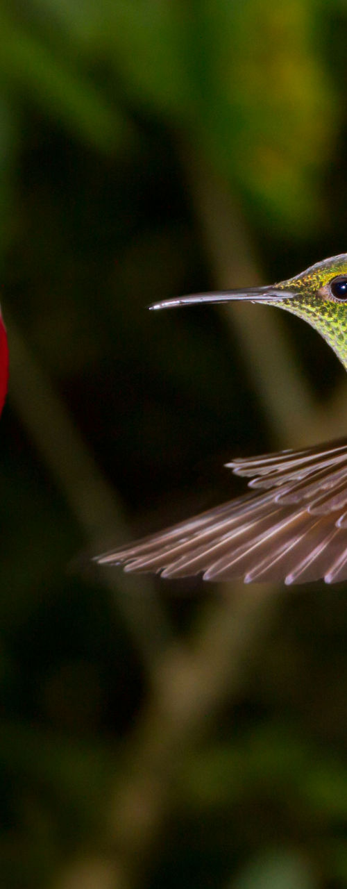 Hummingbird near vibrant red tropical flower