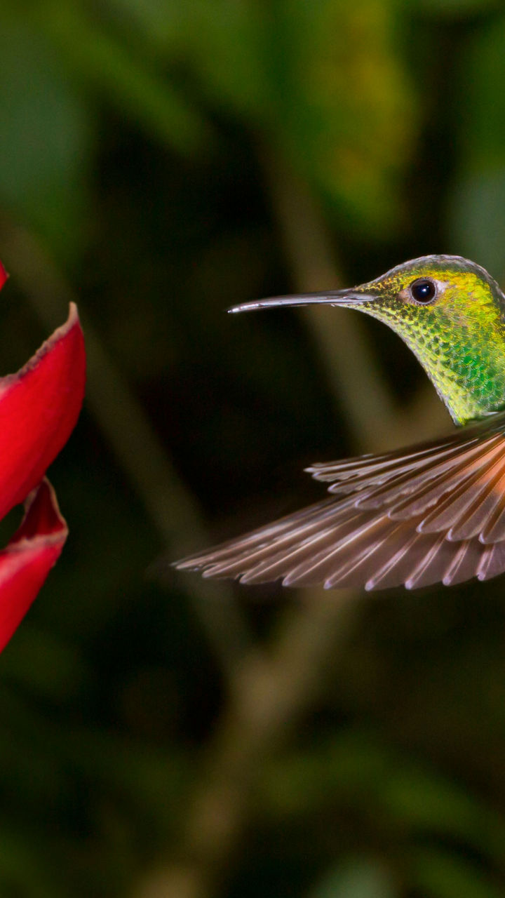 Hummingbird near vibrant red tropical flower
