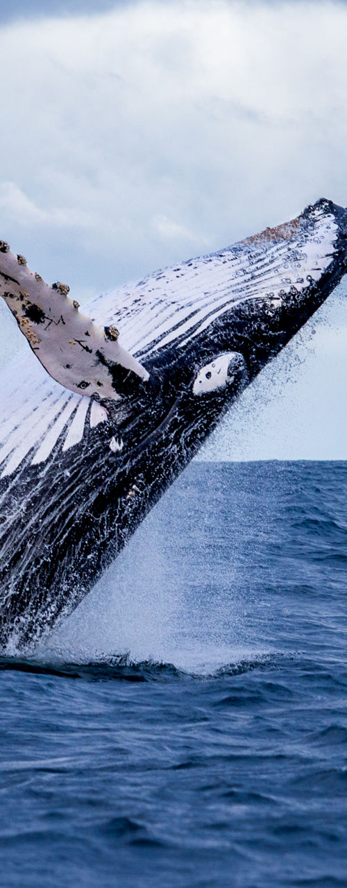 Humpback whale breaching in open ocean
