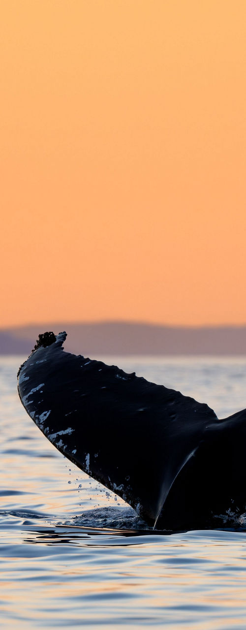 Whale tail at sunset over calm ocean