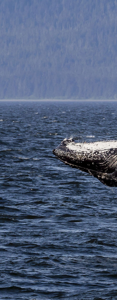 Humpback whale breaching in ocean waters