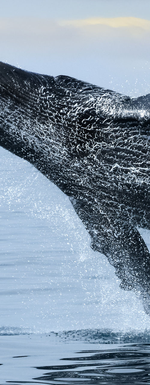 Humpback whale breaching in open ocean
