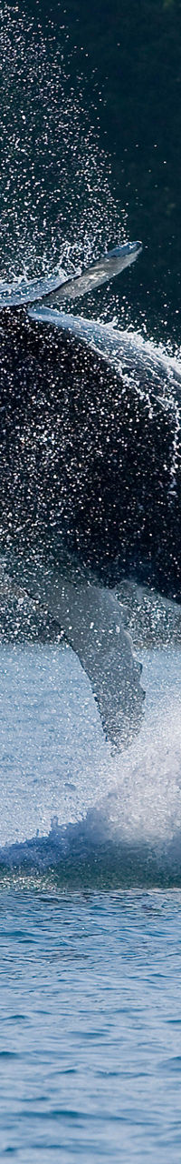 Humpback whale breaching in ocean waters