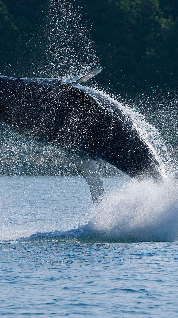 Humpback whale breaching in ocean waters