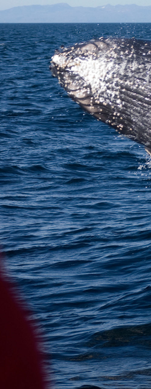 Humpback whale breaching near observer