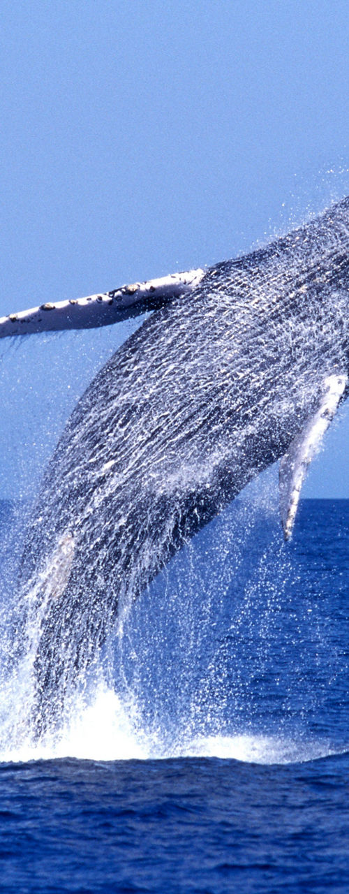 Humpback whale breaching in open ocean