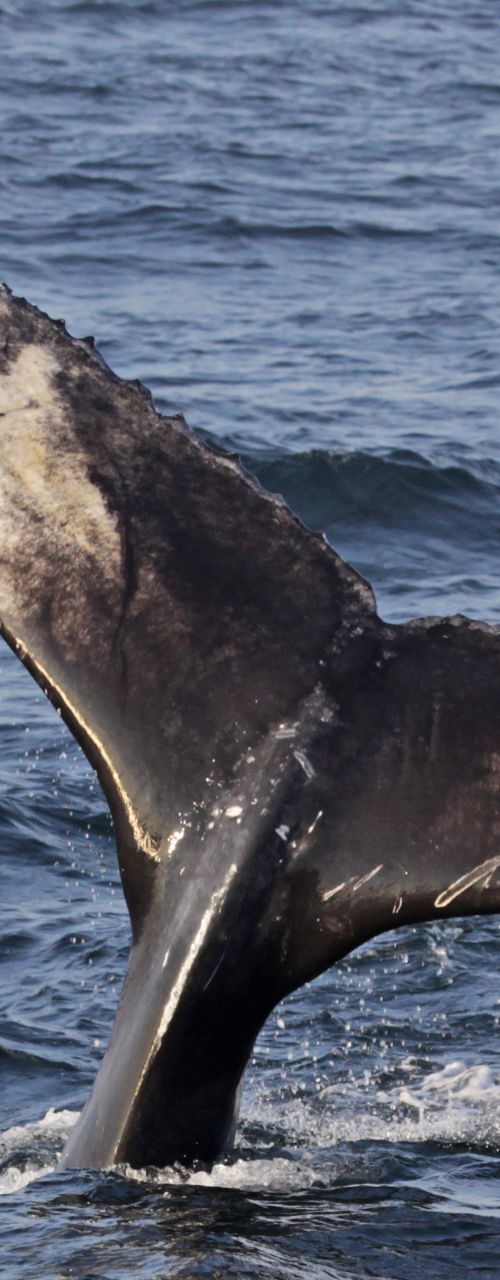 Humpback whale tail in ocean waters