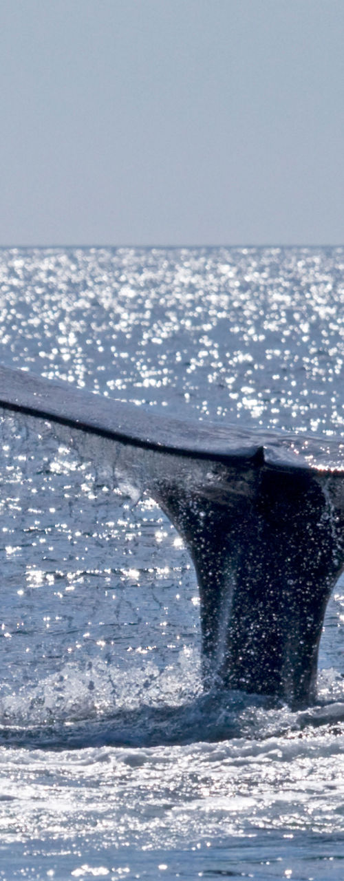 Whale tail emerging from ocean waters