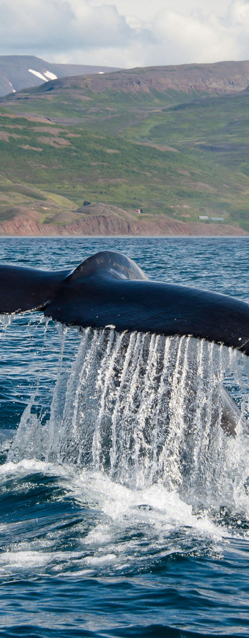 Whale tail emerging in scenic ocean