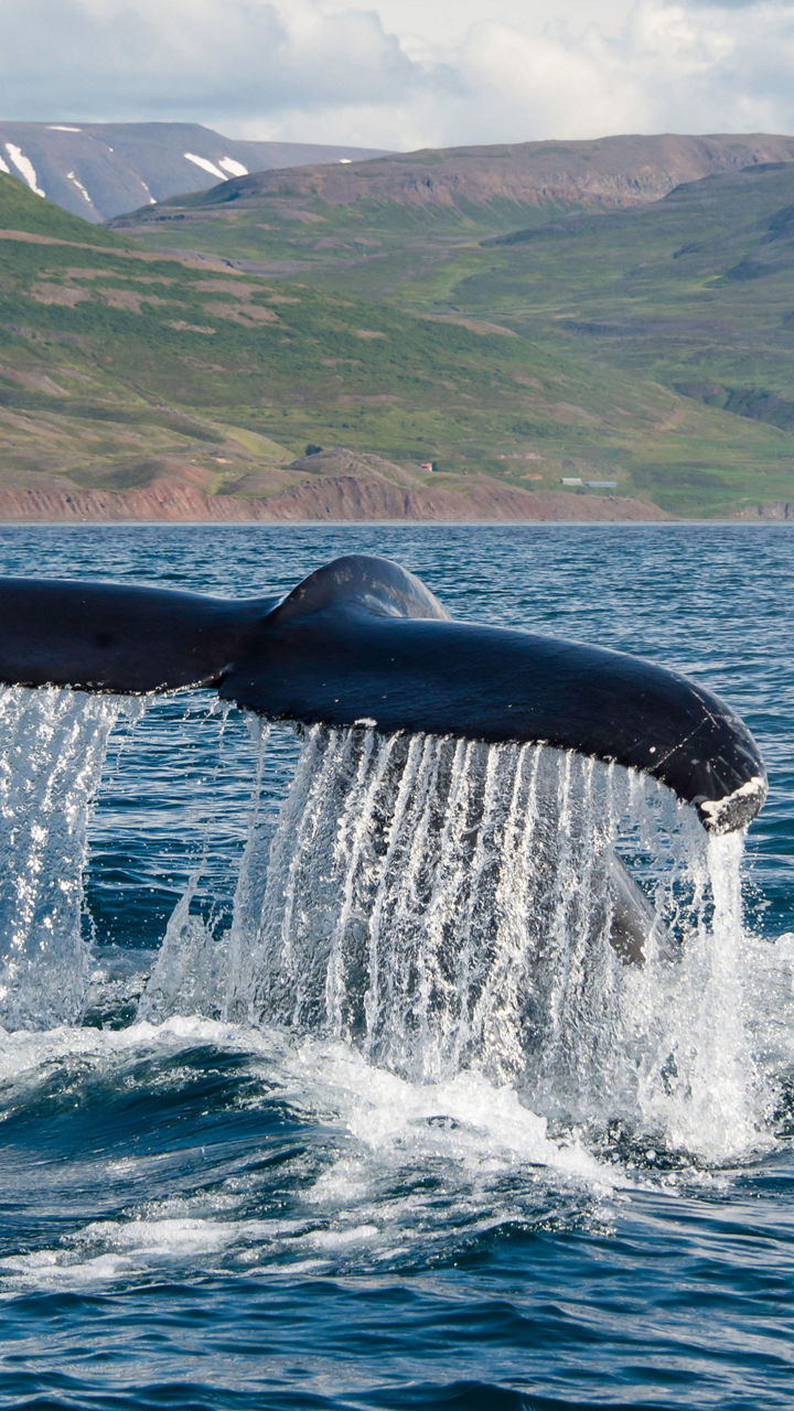 Whale-Watching Safari