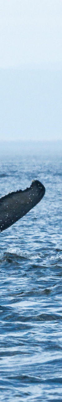 Humpback whale tail in ocean waters