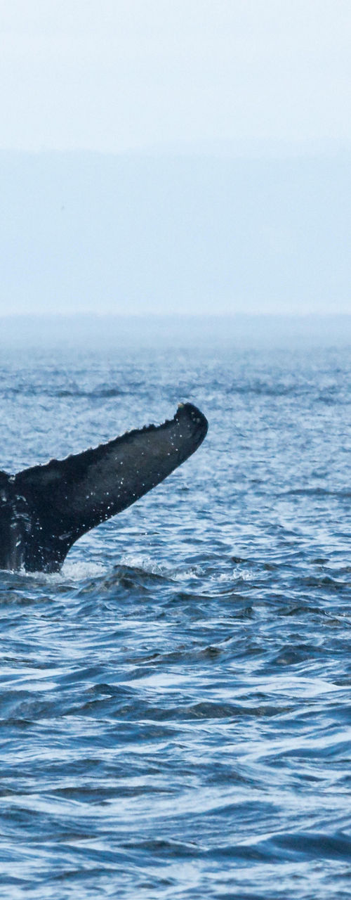 Humpback whale tail in ocean waters