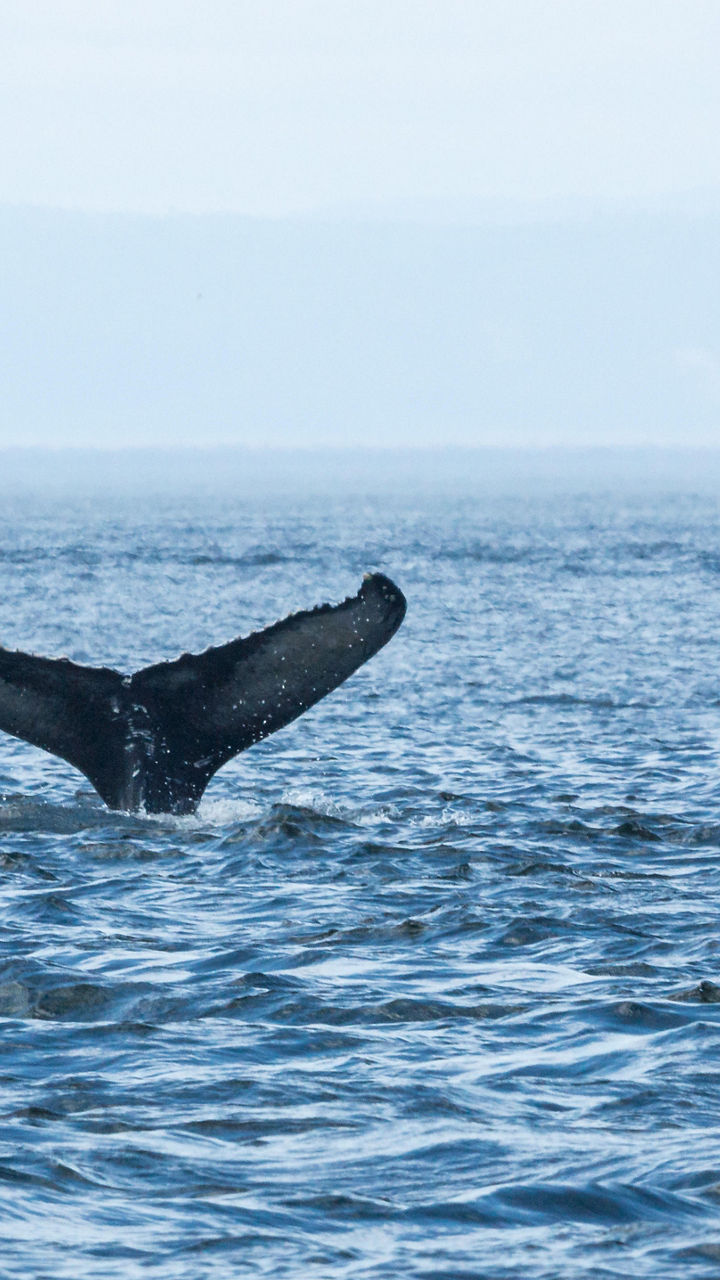 Humpback whale tail in ocean waters