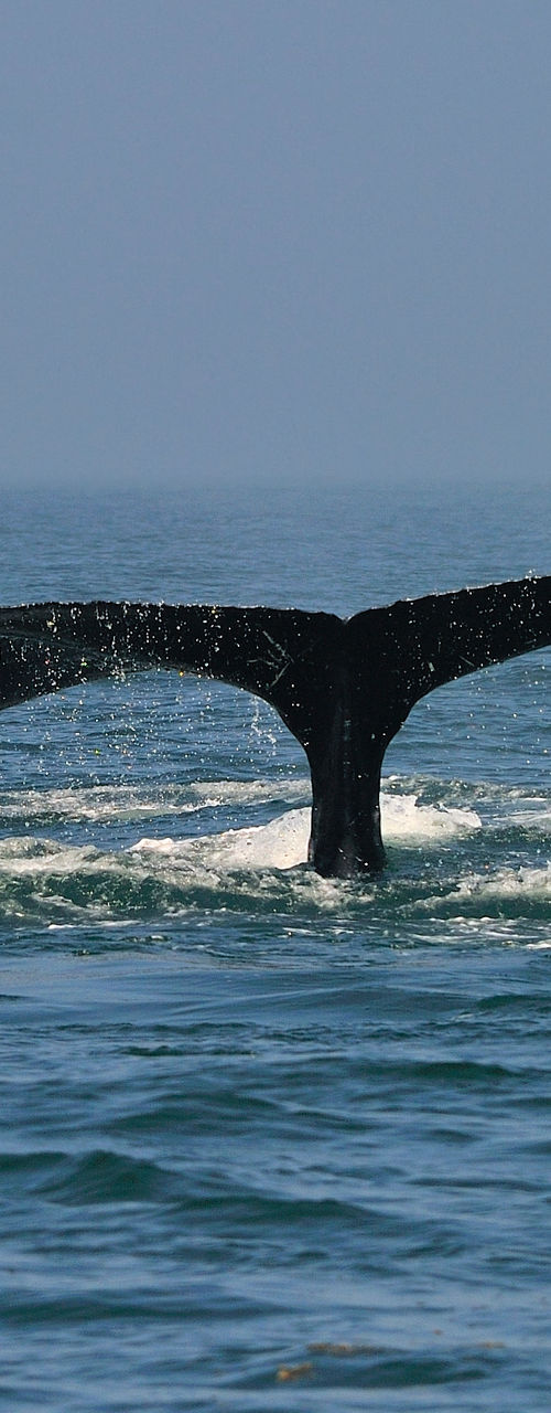 Humpback whales diving in ocean waters