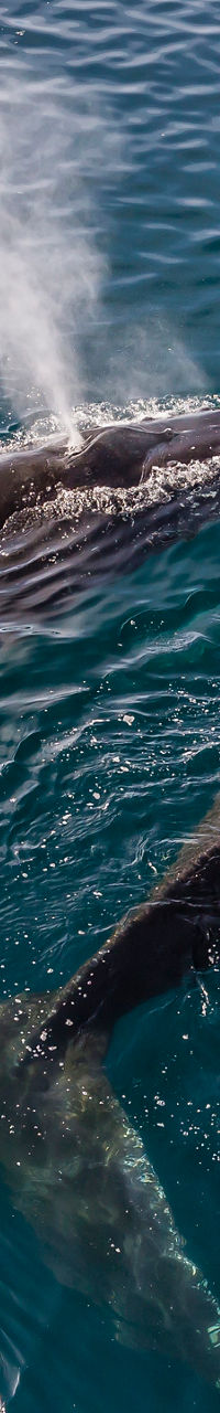 Two whales exhaling in ocean waters