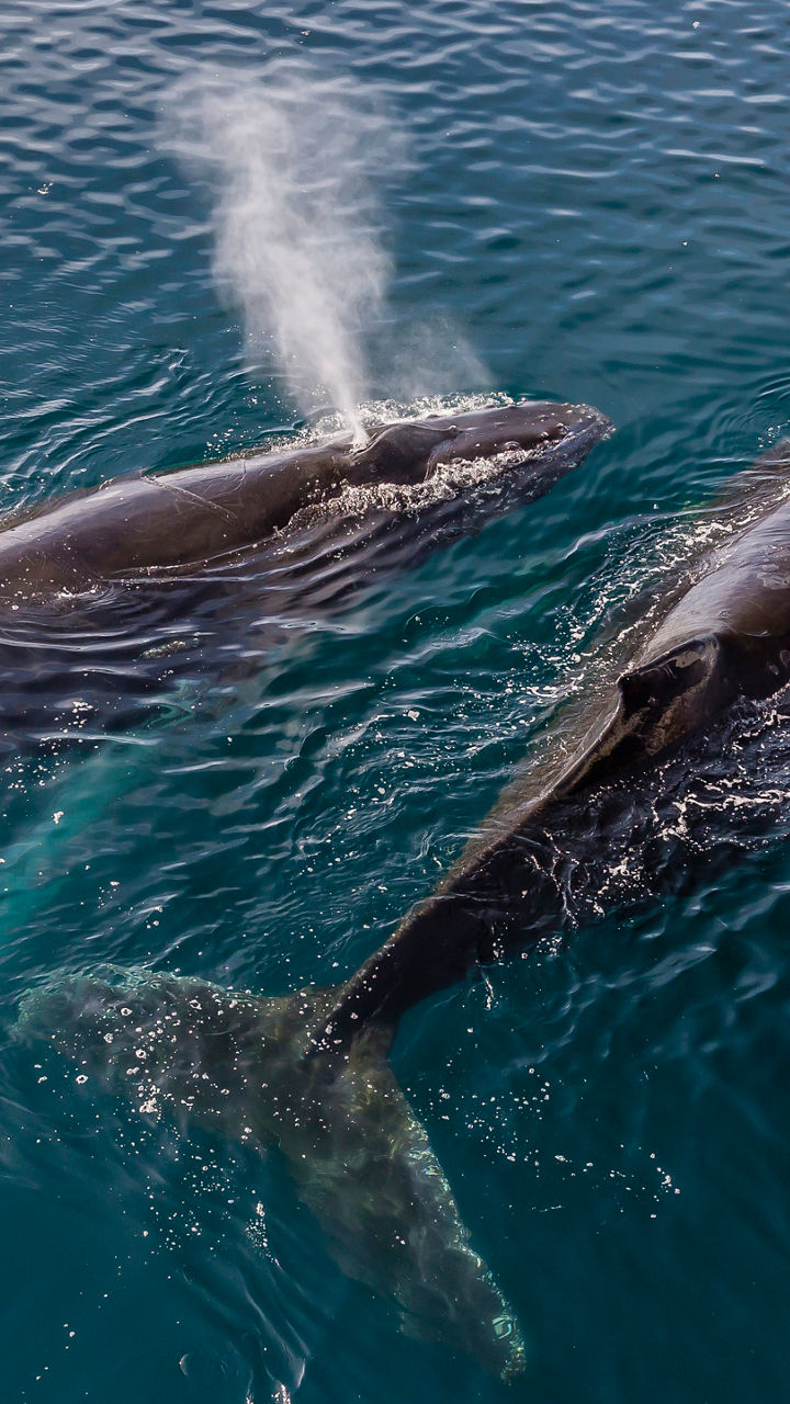Two whales exhaling in ocean waters