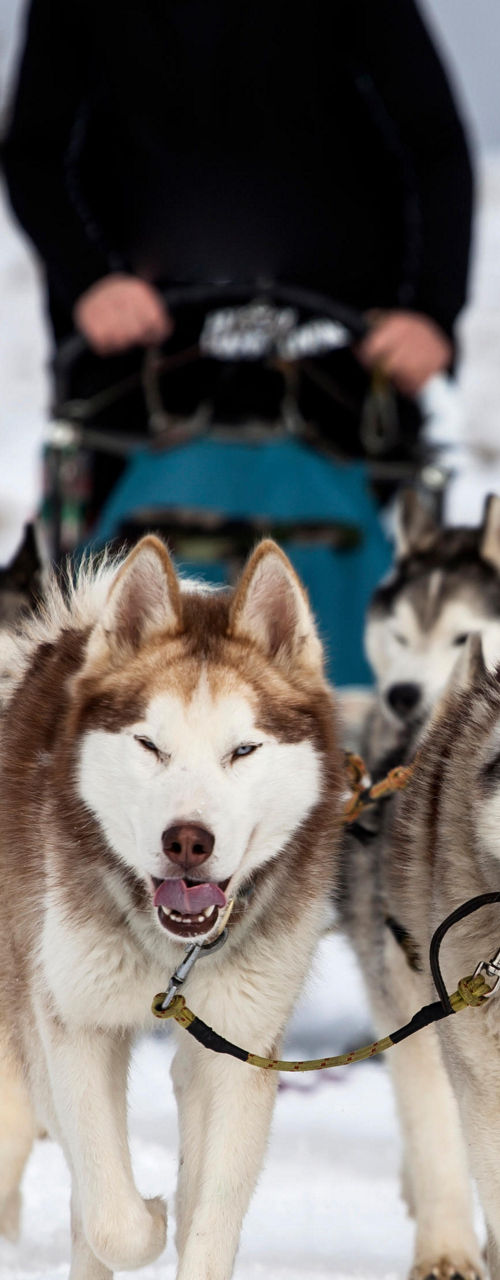 Sled dogs pulling a musher in snowy terrain