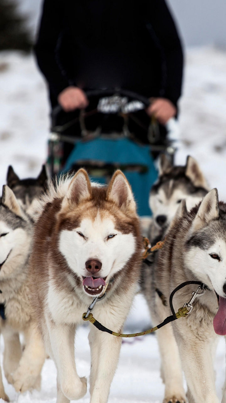 Sled dogs pulling a musher in snowy terrain