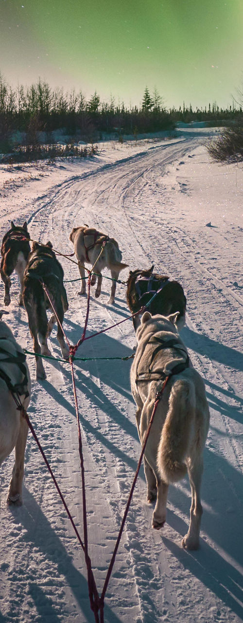 Dog sledding under vibrant northern lights