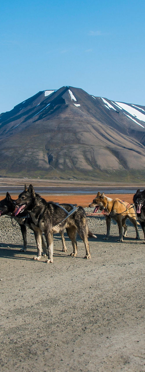 Dog sledding on a mountain trail