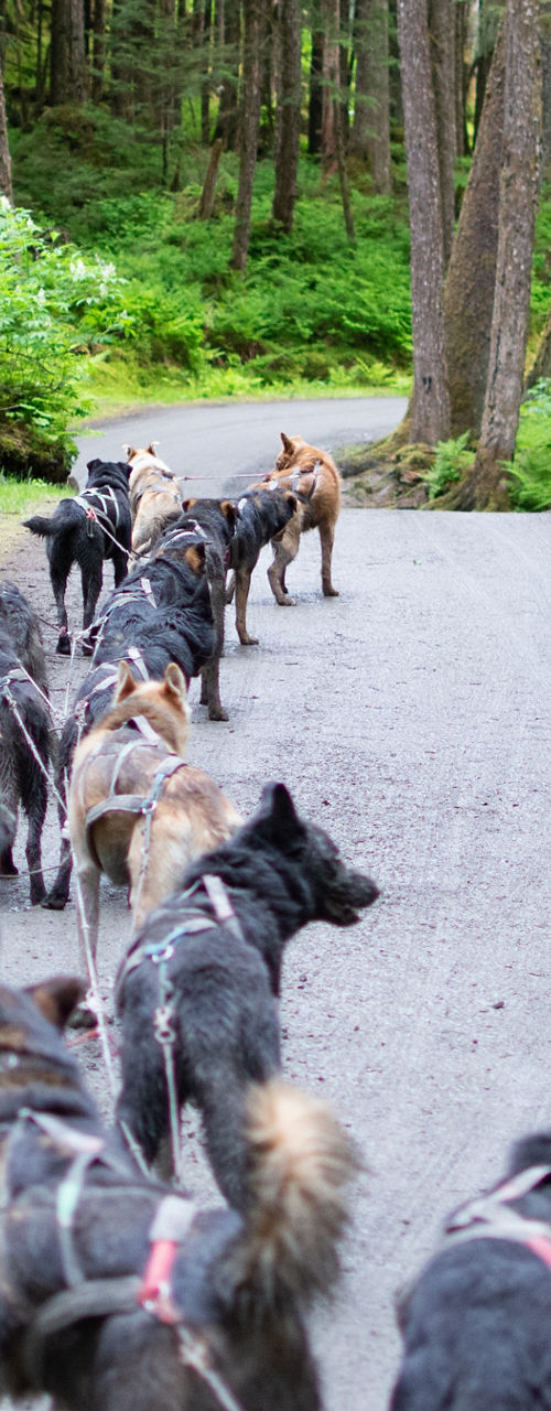 Dog sled team on forest trail