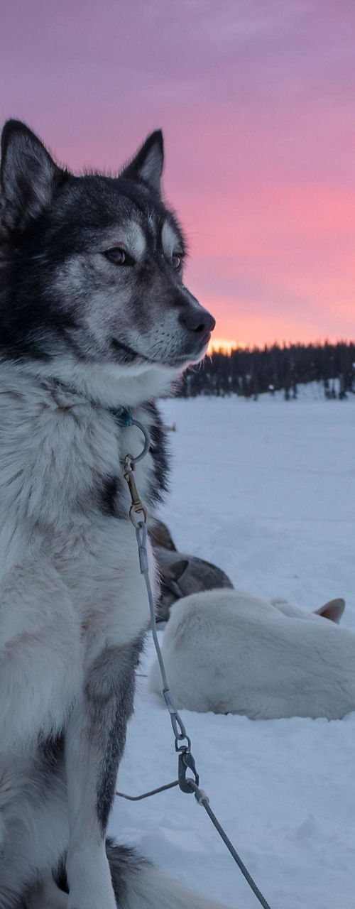 Sled dog in snowy landscape at sunset