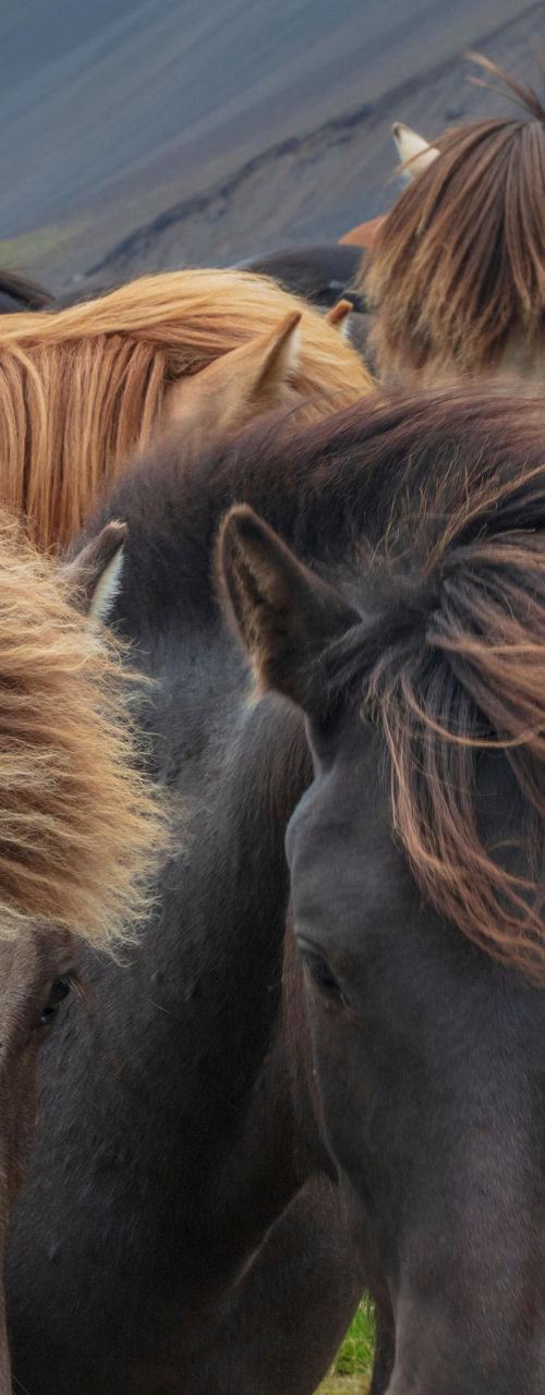 Group of Icelandic horses in grassy field